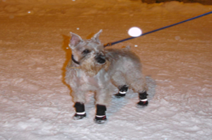 NEO-PAWS™