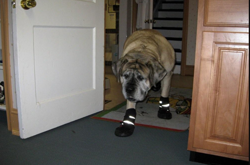 NEO-PAWS™
