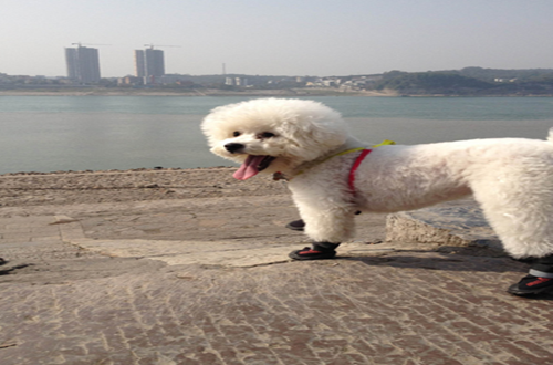 NEO-PAWS™