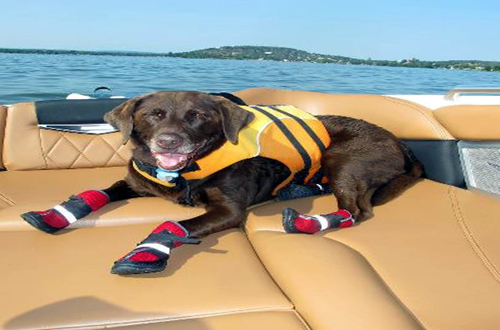 NEO-PAWS™