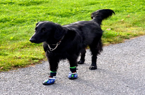 NEO-PAWS™