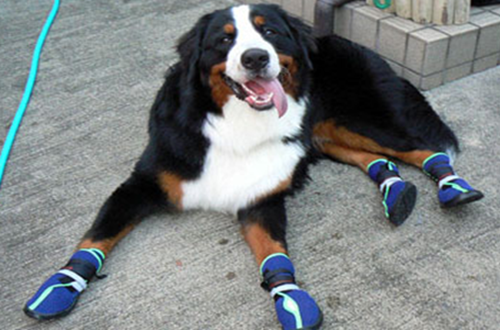 NEO-PAWS™