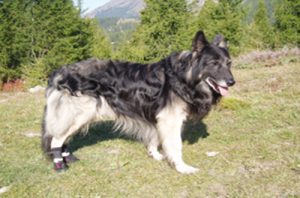 NEO-PAWS™
