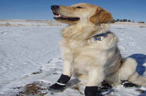 NEO-PAWS™