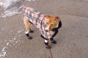 NEO-PAWS™
