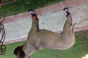 NEO-PAWS™