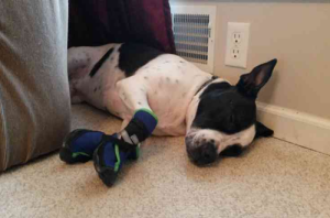 NEO-PAWS™