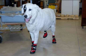 NEO-PAWS™