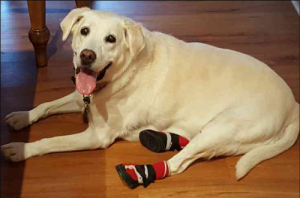 NEO-PAWS™